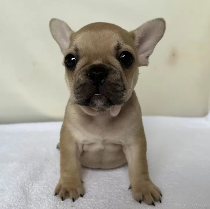 ID：2408-02894の子犬