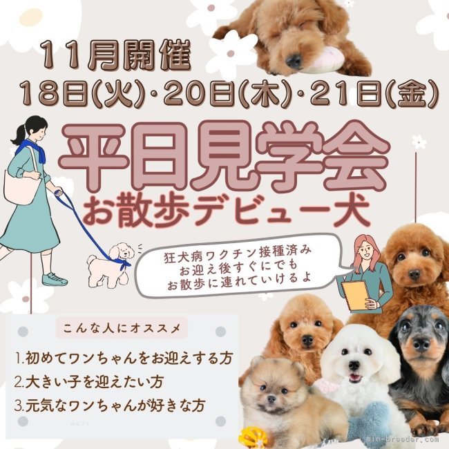 平ほの花ブリーダーのブログ：🐾✨”犬舎初!!!”🐶大きい子見学会のお知らせ🐶【平日開催】🐾✨