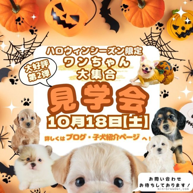平ほの花ブリーダーのブログ：✨🎃【好評につき第２弾】ハロウィン特別見学会のお知らせ👻✨