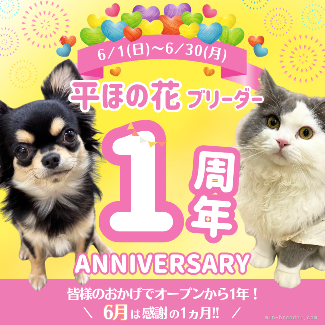 平ほの花ブリーダーのブログ：🐾犬舎オープン1周年ありがとうキャンペーン開催🎉