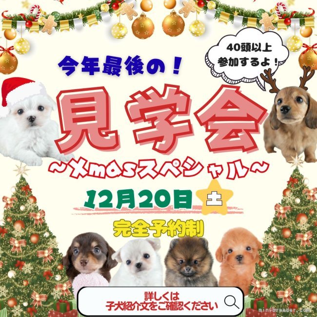 平ほの花ブリーダーのブログ：【12月20日(土)クリスマススペシャル見学会開催決定】✨🎄