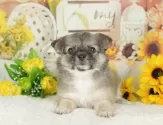 チワワ(ロング)【埼玉県・男の子・2025年3月5日・フォーン】の写真9「南桜井駅から徒歩8分！電車でもお越し頂けます🚃」