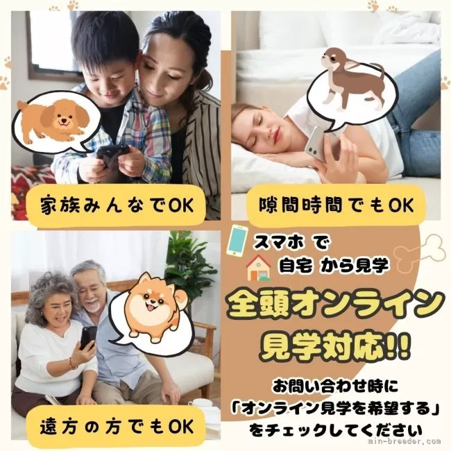 Amazon | ケータイわんこ トイプードル ブラウン | 電話・携帯
