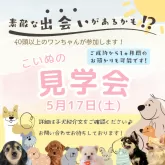 トイプードル(トイ)【埼玉県・女の子・2025年1月11日・アプリコット】の写真3「40頭以上ワンちゃんを見られるのは見学会だけ！✨この機会をお見逃しなく🔍」