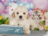 トイプードル(トイ)【埼玉県・男の子・2025年4月28日・クリーム】の写真12「埼玉県内で子犬の数が一番！他のブリーダー様やペットショップに見に行く前にまずは見に来ませんか?」