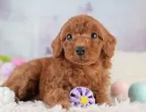 トイプードル(トイ)【埼玉県・女の子・2025年4月10日・レッド】の写真12「埼玉県内で子犬の数が一番！他のブリーダー様やペットショップに見に行く前にまずは見に来ませんか?」