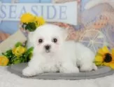 マルチーズ【埼玉県・男の子・2025年5月26日・ホワイト】の写真12「埼玉県内で子犬の数が一番！他のブリーダー様やペットショップに見に行く前にまずは見に来ませんか?」
