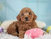 トイプードル(トイ)【埼玉県・女の子・2025年3月11日・レッド】の写真12「埼玉県内で子犬の数が一番！他のブリーダー様やペットショップに見に行く前にまずは見に来ませんか?」