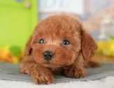 タイニープードル【埼玉県・男の子・2025年4月9日・レッド】の写真12「埼玉県内で子犬の数が一番！他のブリーダー様やペットショップに見に行く前にまずは見に来ませんか?」