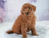トイプードル(トイ)【埼玉県・男の子・2025年2月22日・レッド】の写真12「埼玉県内で子犬の数が一番！他のブリーダー様やペットショップに見に行く前にまずは見に来ませんか?」