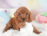 トイプードル(トイ)【埼玉県・男の子・2025年7月27日・レッド】の写真12「埼玉県内で子犬の数が一番！他のブリーダー様やペットショップに見に行く前にまずは見に来ませんか?」