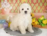 ビションプープー(トイプードル×ビションプー)【埼玉県・男の子・2025年2月16日・ホワイト】の写真12「埼玉県内で子犬の数が一番！他のブリーダー様やペットショップに見に行く前にまずは見に来ませんか?」