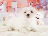 マルチーズ【埼玉県・男の子・2024年12月5日・ホワイト】の写真12「埼玉県内で子犬の数が一番！他のブリーダー様やペットショップに見に行く前にまずは見に来ませんか?」
