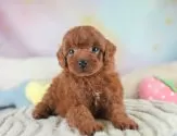 トイプードル(トイ)【埼玉県・男の子・2025年7月27日・レッド】の写真12「埼玉県内で子犬の数が一番！他のブリーダー様やペットショップに見に行く前にまずは見に来ませんか?」
