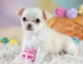 チワワ(ロング)【埼玉県・女の子・2025年6月25日・クリームホワイト】の写真12「埼玉県内で子犬の数が一番！他のブリーダー様やペットショップに見に行く前にまずは見に来ませんか?」