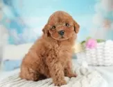 トイプードル(トイ)【埼玉県・女の子・2025年7月28日・レッド】の写真12「埼玉県内で子犬の数が一番！他のブリーダー様やペットショップに見に行く前にまずは見に来ませんか?」