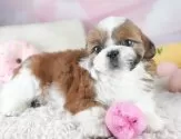 シーズー【埼玉県・女の子・2025年6月2日・ゴールド&ホワイト】の写真12「埼玉県内で子犬の数が一番！他のブリーダー様やペットショップに見に行く前にまずは見に来ませんか?」
