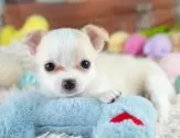 チワワ(ロング)【埼玉県・男の子・2025年6月25日・クリームホワイト】の写真12「埼玉県内で子犬の数が一番！他のブリーダー様やペットショップに見に行く前にまずは見に来ませんか?」