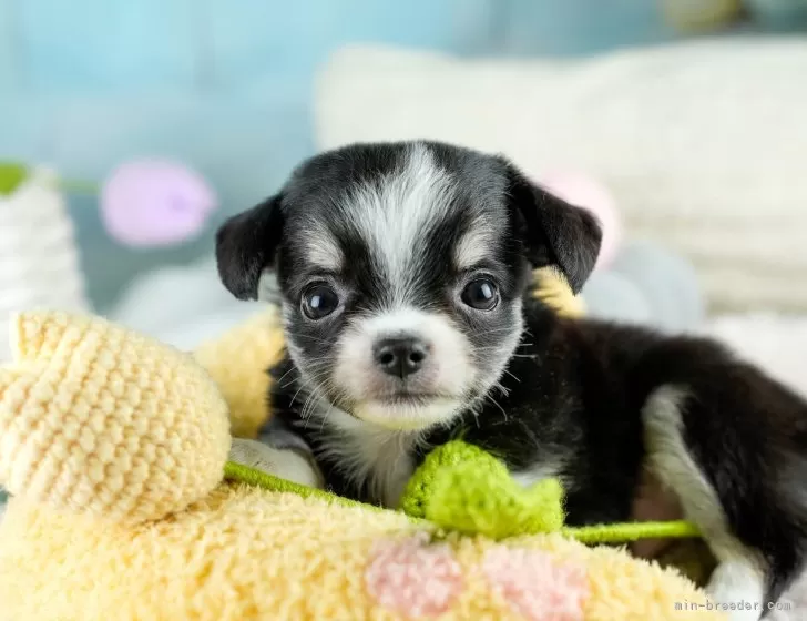 【mommylovesrio】 定8万超 STORYNINE 高級ダウン 最新ダウン18選】男の子ママ・桐谷美玲さんも本格デビュー！今季