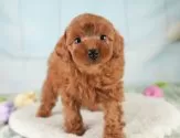 トイプードル(トイ)【埼玉県・女の子・2025年3月23日・レッド】の写真13「埼玉県内で子犬の数が一番！他のブリーダー様やペットショップに見に行く前にまずは見に来ませんか?」