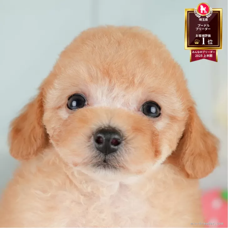 ID:2507-02602の子犬