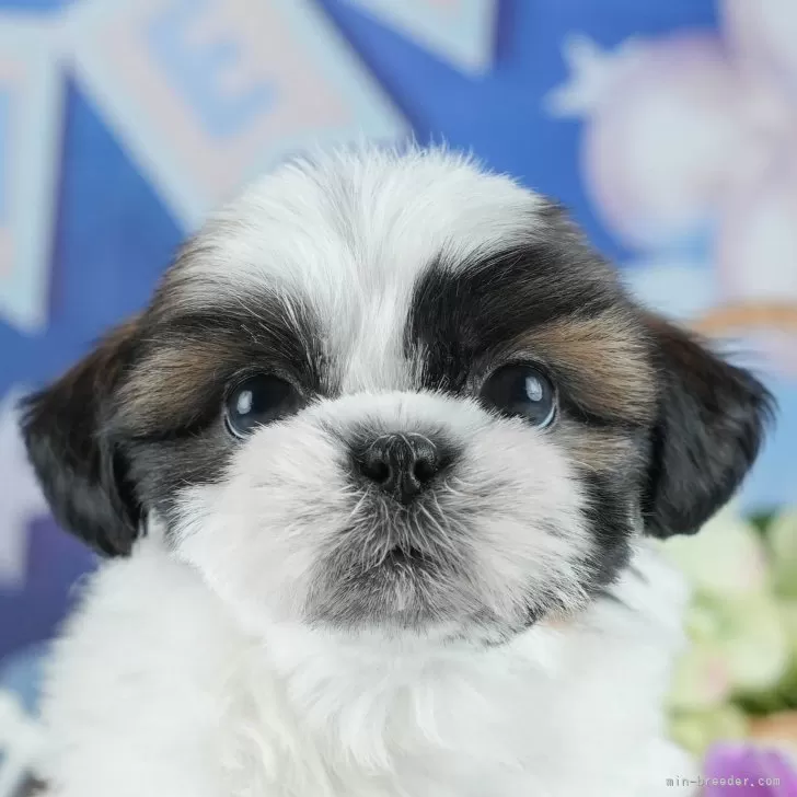 ID：2504-04341の子犬