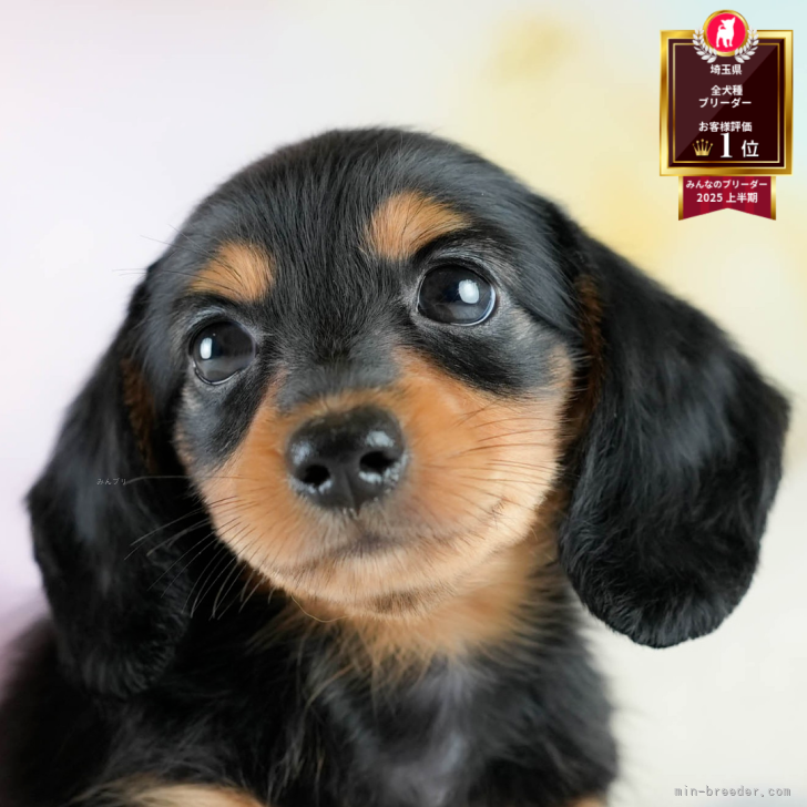 ミニチュアダックスフンド(ロング)【埼玉県・女の子・2025年7月24日