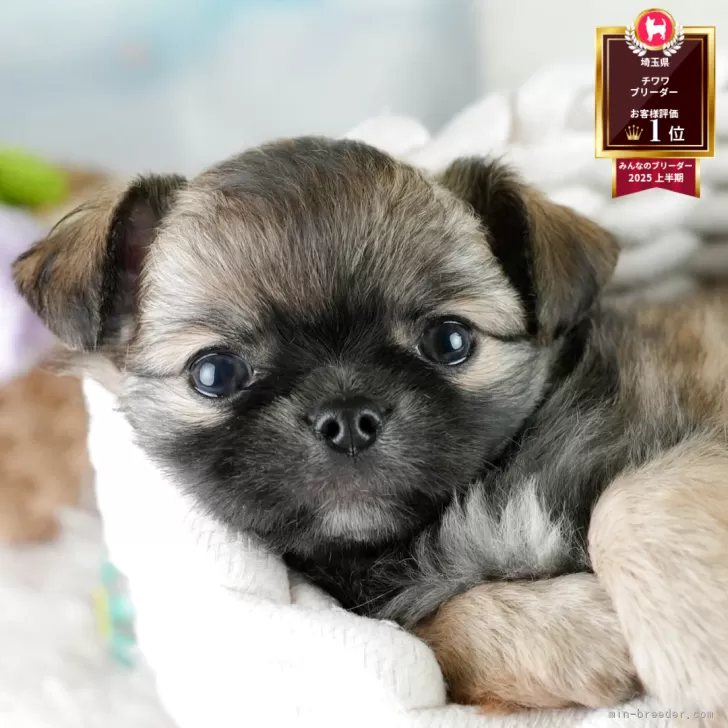 ちーたん 様のお迎えした子犬