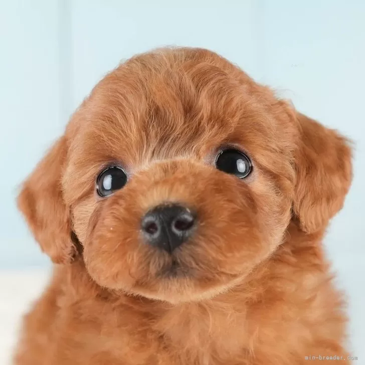 ぷんぷん丸 様のお迎えした子犬