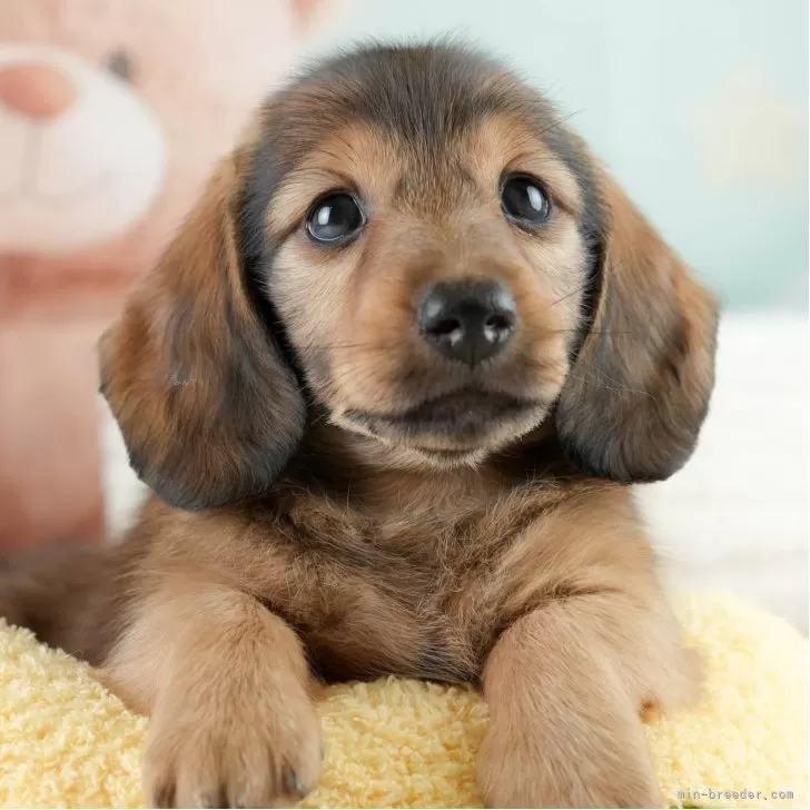 ロコ 様のお迎えした子犬