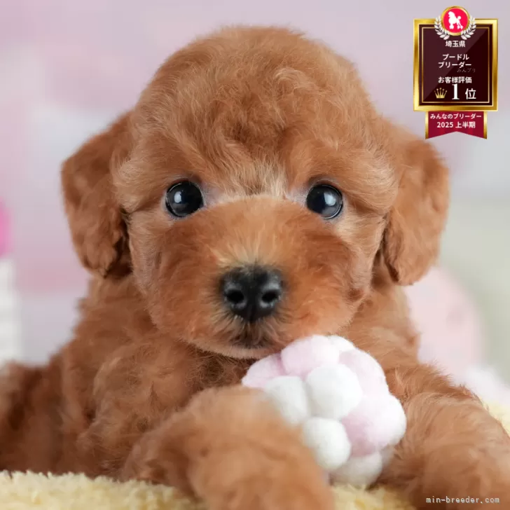 ID:2508-03780の子犬
