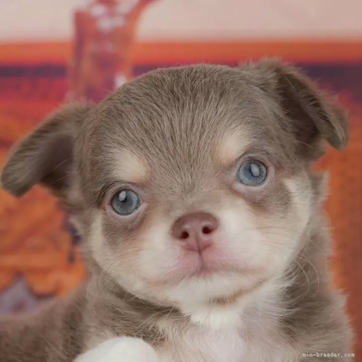 ID：2511-05058の子犬