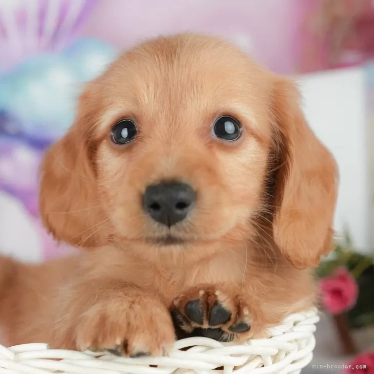 ミニチュアダックスフンド(ロング)【埼玉県・男の子・2025年9月19日・ゴールド】の写真1「子犬の画像を10枚掲載してます💖とっても可愛い姿を全部見てあげてください☺」