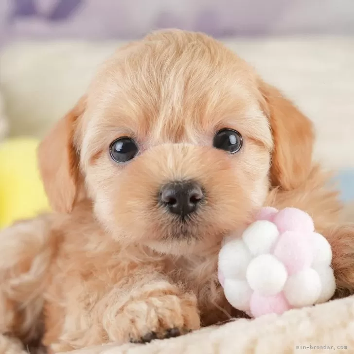 ID:2505-03514の子犬
