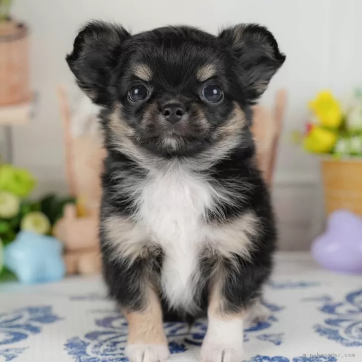 ふう 様のお迎えした子犬