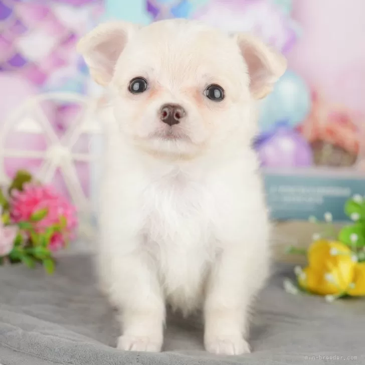 ID:2505-02097の子犬