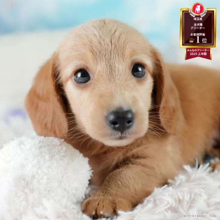 M.I 様のお迎えした子犬