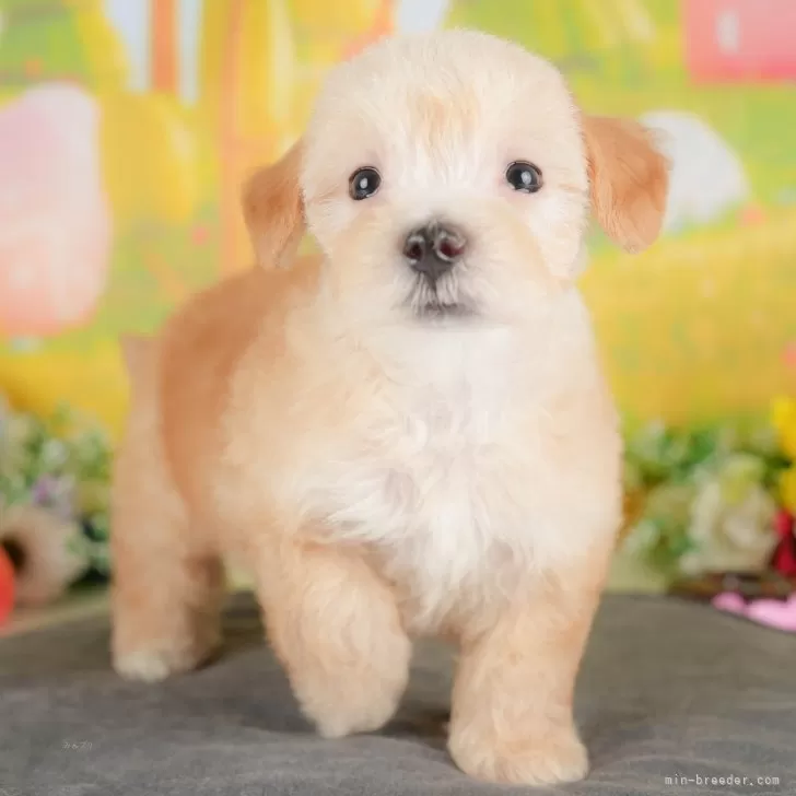 K.S 様のお迎えした子犬