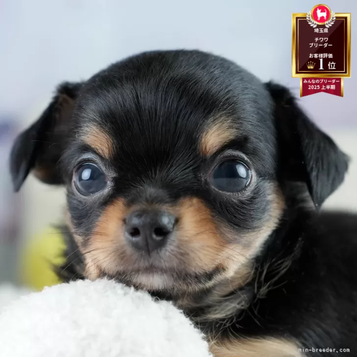 初心者 様のお迎えした子犬