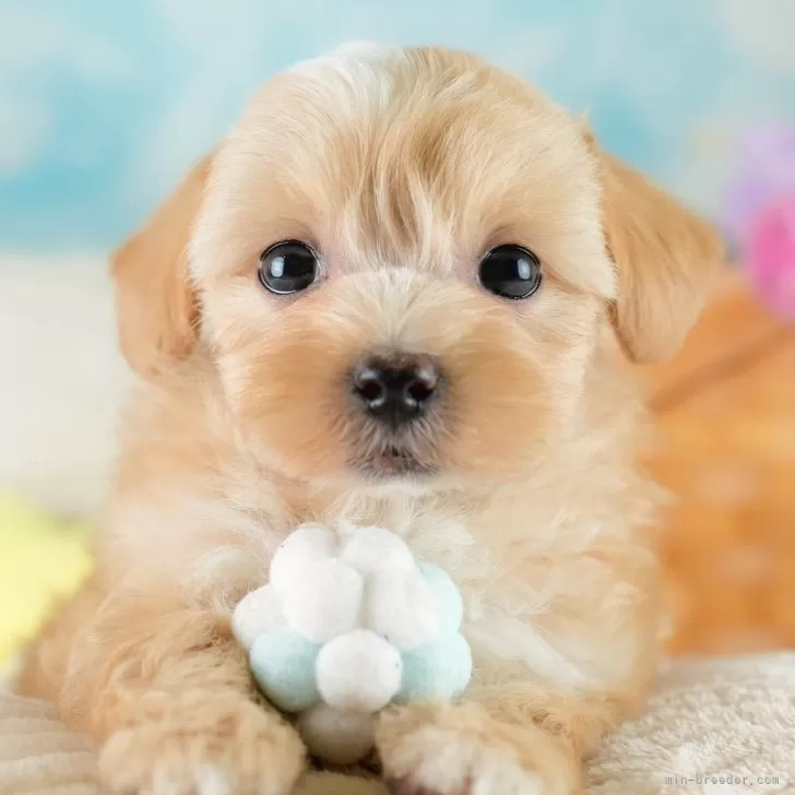 K.T 様のお迎えした子犬