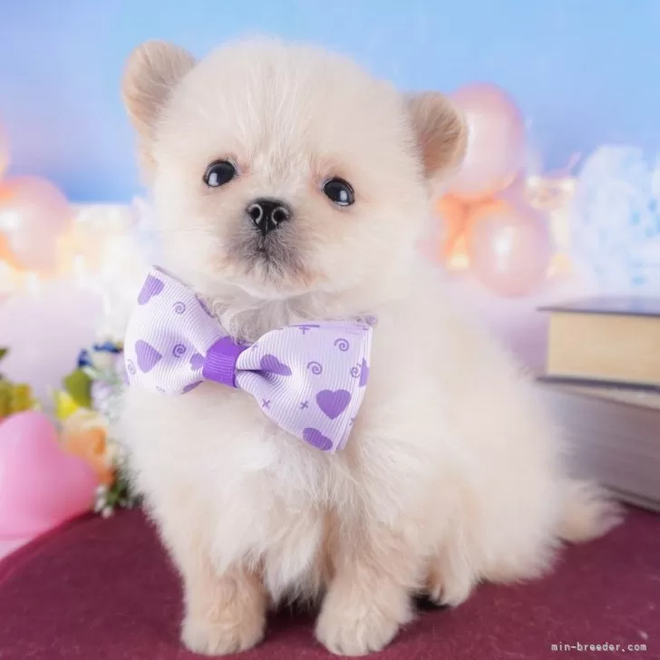 きゃりおくん 様のお迎えした子犬