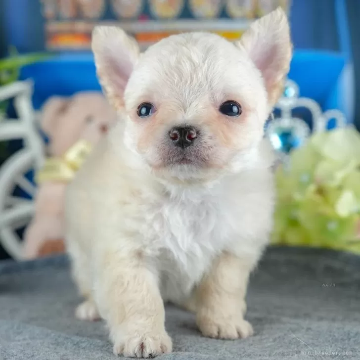 ID:2504-00356の子犬