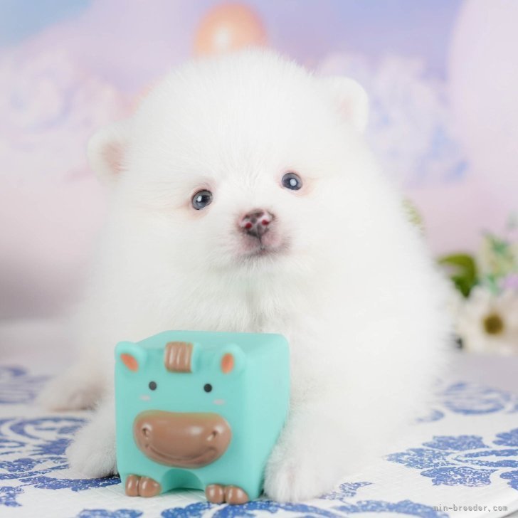 ポメラニアン【埼玉県・男の子・2025年8月4日・ホワイト