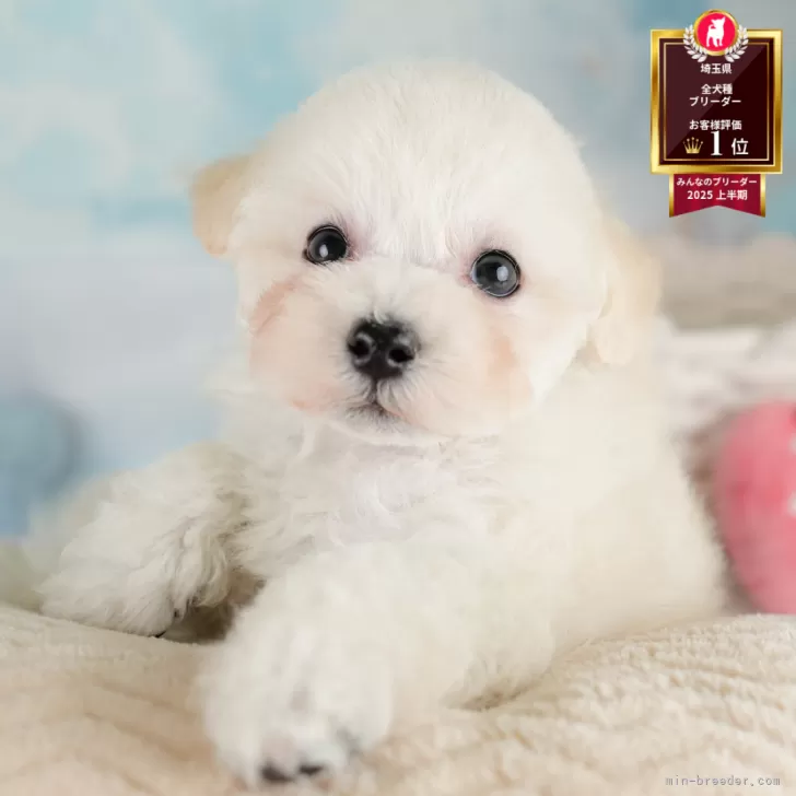 さきママ 様のお迎えした子犬