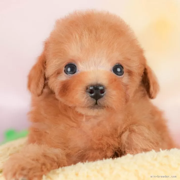 タイニープードル【埼玉県・女の子・2025年9月21日・レッド】の写真1「子犬の画像を10枚掲載してます💖とっても可愛い姿を全部見てあげてください☺」