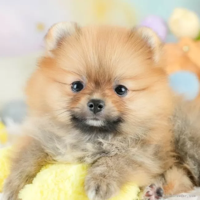 Y.M 様のお迎えした子犬