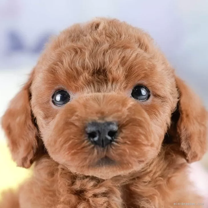 Y.H 様のお迎えした子犬