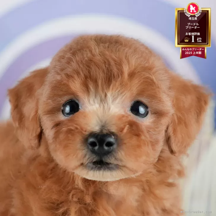 ID:2507-06756の子犬