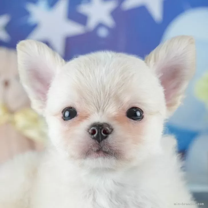 K.T 様のお迎えした子犬