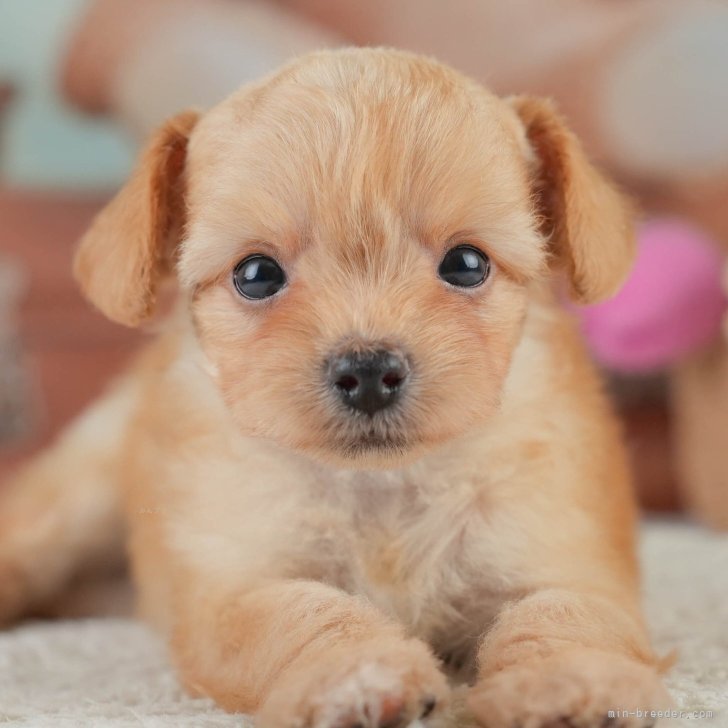 トイプー mqdefault.jpg